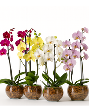 Carregar imagem no visualizador da galeria, Mini Orquídea Exótica