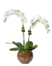 Carregar imagem no visualizador da galeria, Orquídea Duo
