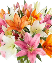 Carregar imagem no visualizador da galeria, Le Sophistiqué