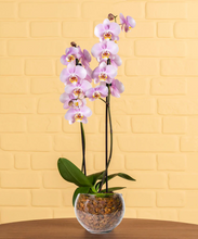 Carregar imagem no visualizador da galeria, Mini Orquídea Exótica
