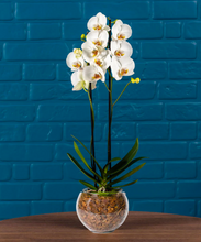 Carregar imagem no visualizador da galeria, Mini Orquídea Exótica