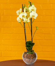 Carregar imagem no visualizador da galeria, Mini Orquídea Exótica