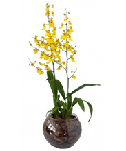 Carregar imagem no visualizador da galeria, Orquídea Chuva de Ouro