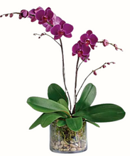 Carregar imagem no visualizador da galeria, Orquídeas Duo