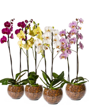 Carregar imagem no visualizador da galeria, Mini Orquídea Exótica