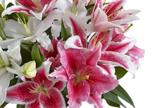 Carregar imagem no visualizador da galeria, Vibrante - Itaim Flores