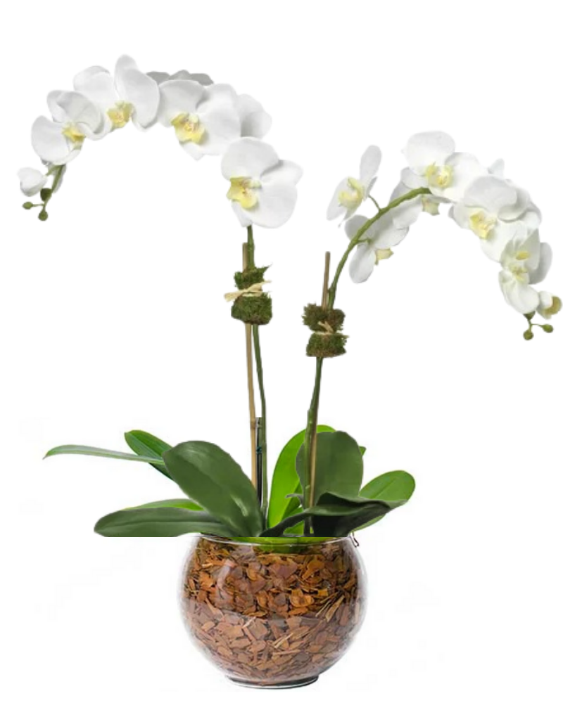 Orquídea Duo
