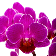 Carregar imagem no visualizador da galeria, Orquídeas Duo