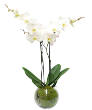 Carregar imagem no visualizador da galeria, Orquídeas Duo
