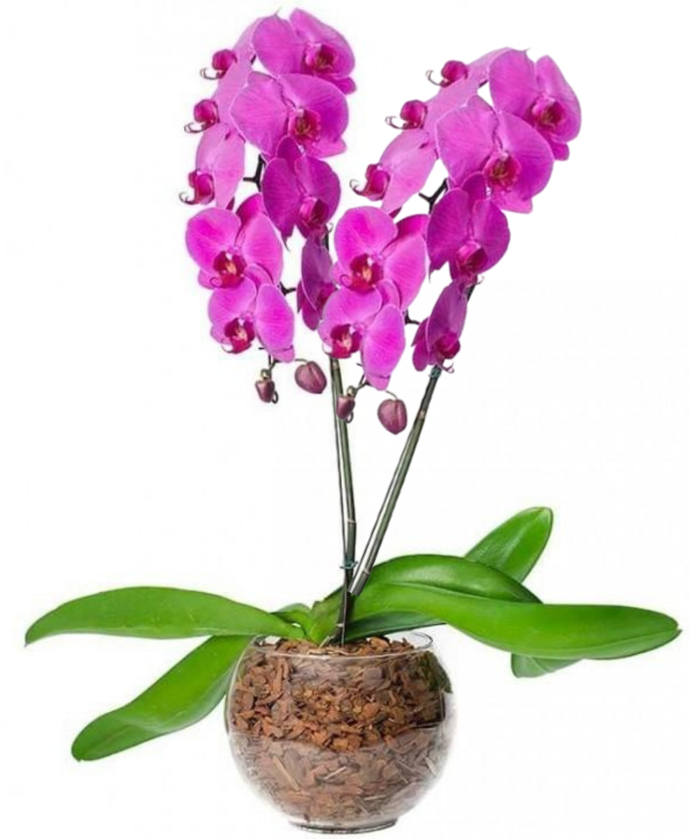 Orquídeas Duo