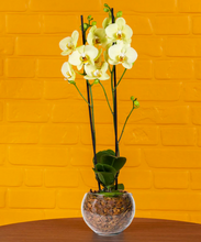 Carregar imagem no visualizador da galeria, Mini Orquídea Exótica

