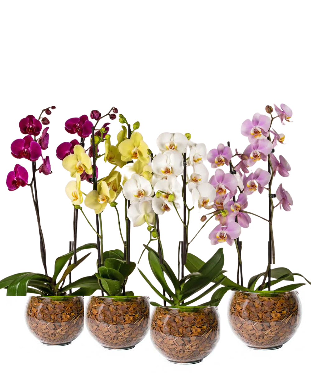 Mini Orquídea Exótica