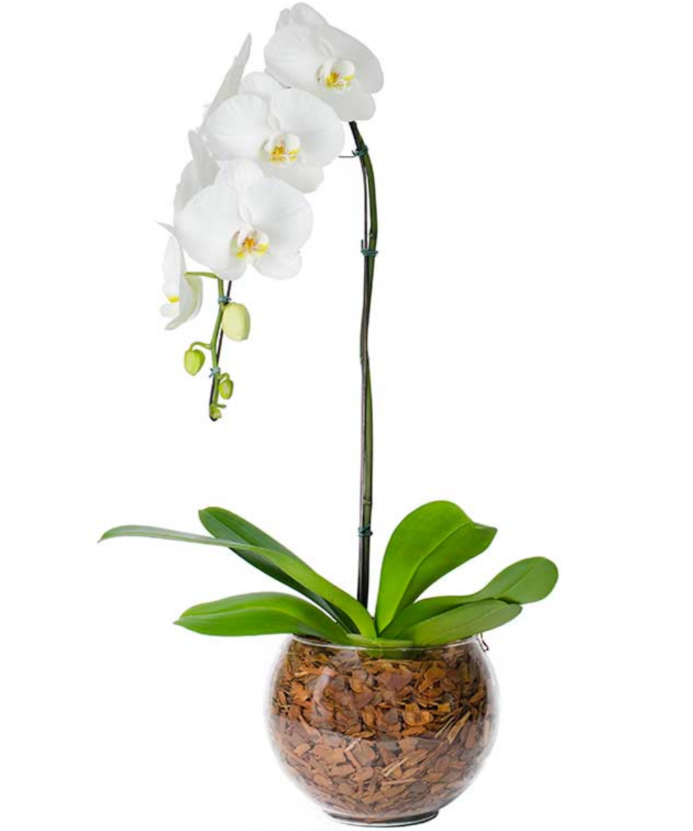 Orquídea Phalaenopis Premium