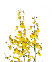 Carregar imagem no visualizador da galeria, Orquídea Chuva de Ouro
