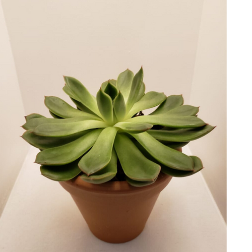 Suculenta - Itaim Flores