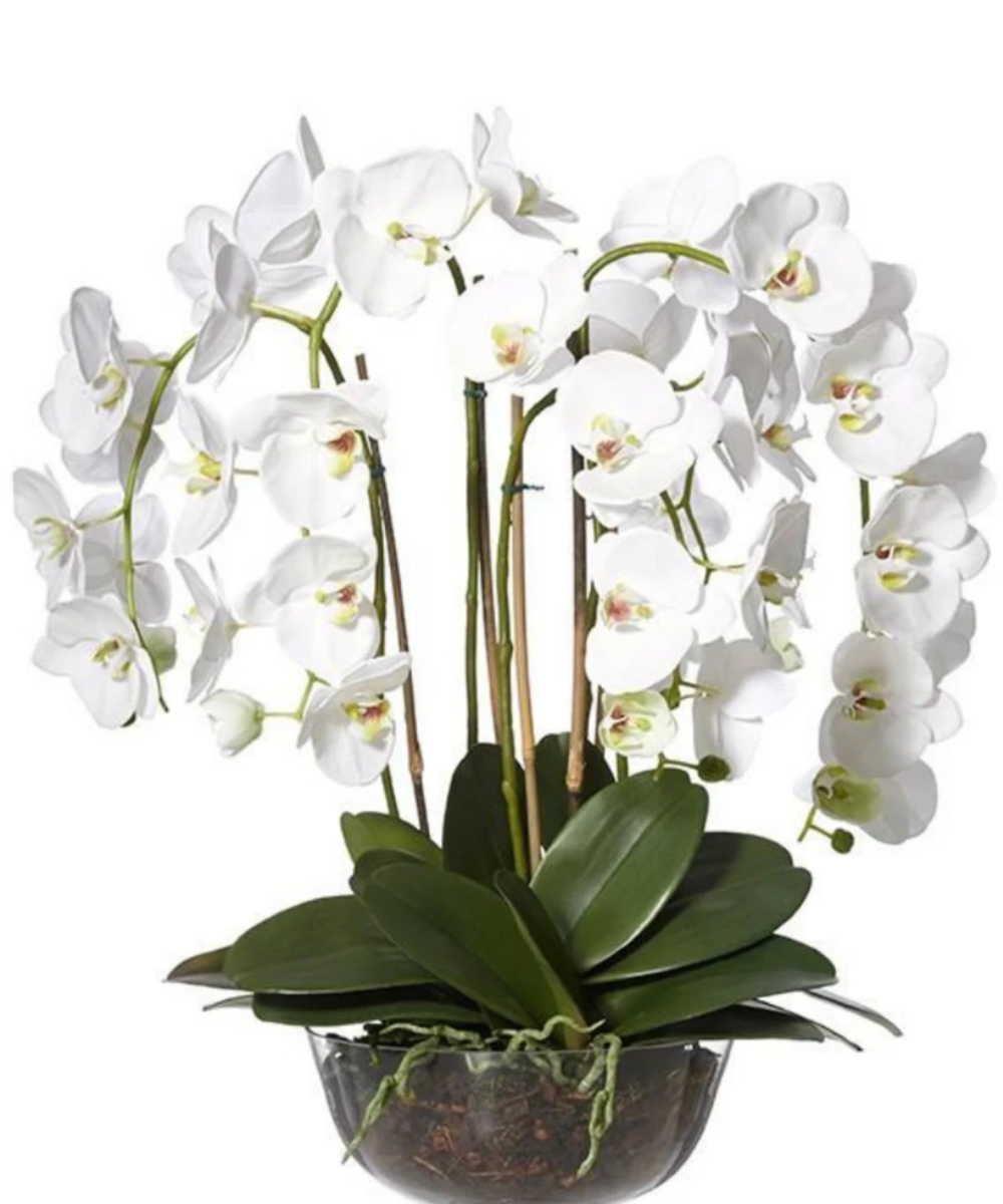As Orquídeas