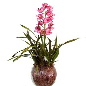 Orquídea Cimbidium - Itaim Flores