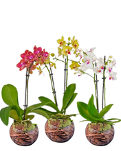 Carregar imagem no visualizador da galeria, Mini Orquídea Exótica
