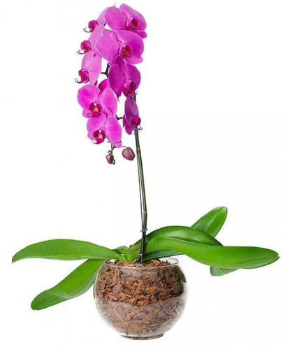 Orquídea Phalaenopsis lilás - Itaim Flores